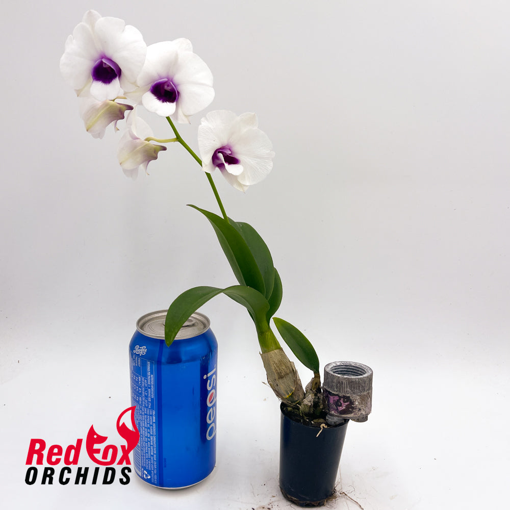 Dendrobium Mary Poppins 'Orchid World' x (Chao Praya Sweet x Garrish)