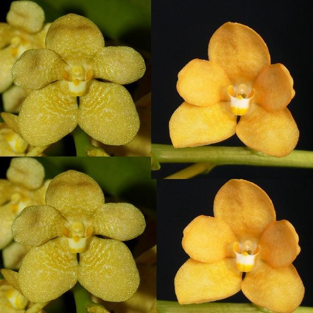 Sarcochilus Parma 'Lemon Drop' HCC/AOC x Kulnara Kaliedescope 'Chesell'