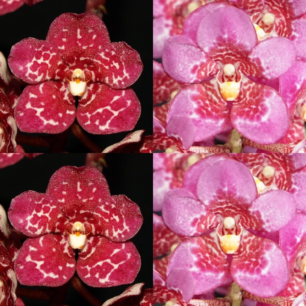 Sarcochilus Maria 'Purple Magic' x Kulnura Absolute 'Pink Ring'
