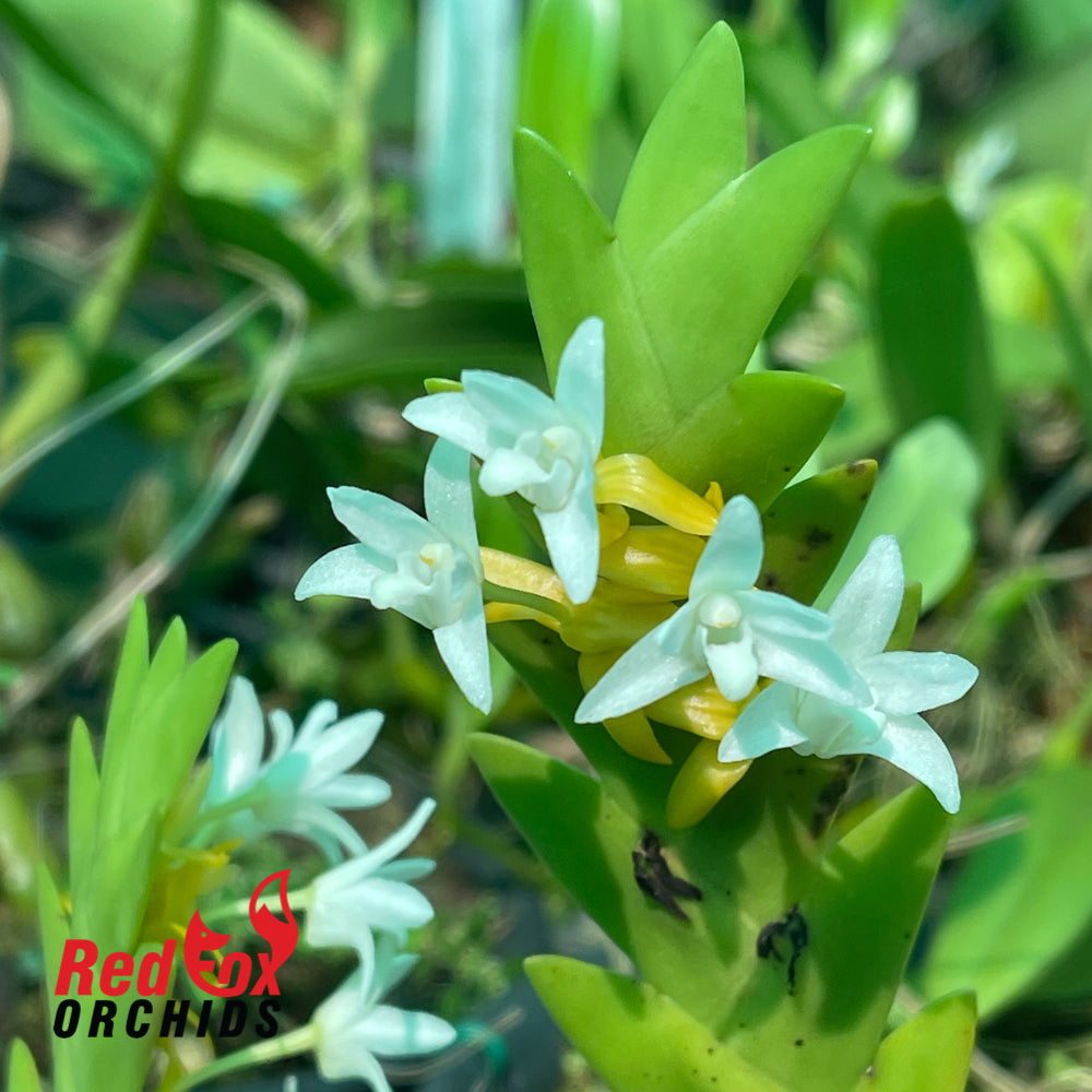 Eria aporoides