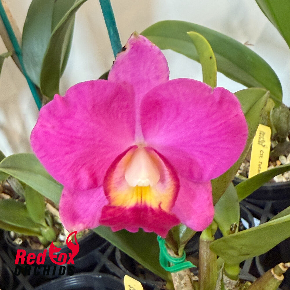 Cattleya Dal's Tradition 'Showoff' x Angel Flare 'Cynthia'