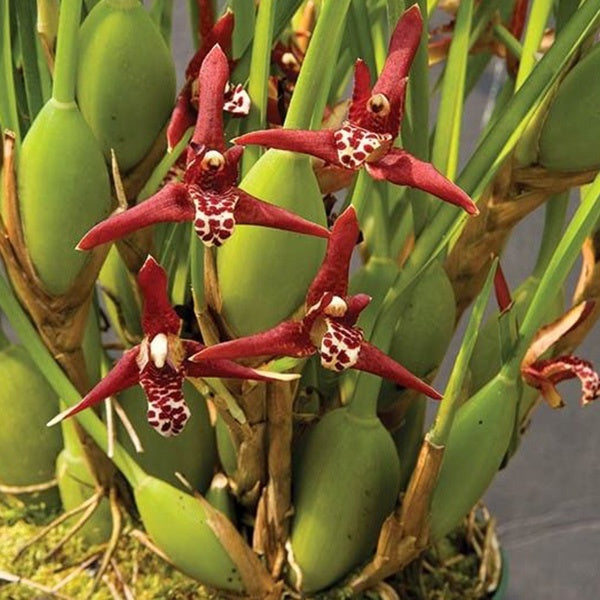 Maxillaria tenuifolia