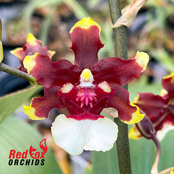 Wilsonara Hilo Firecracker 'New Year'