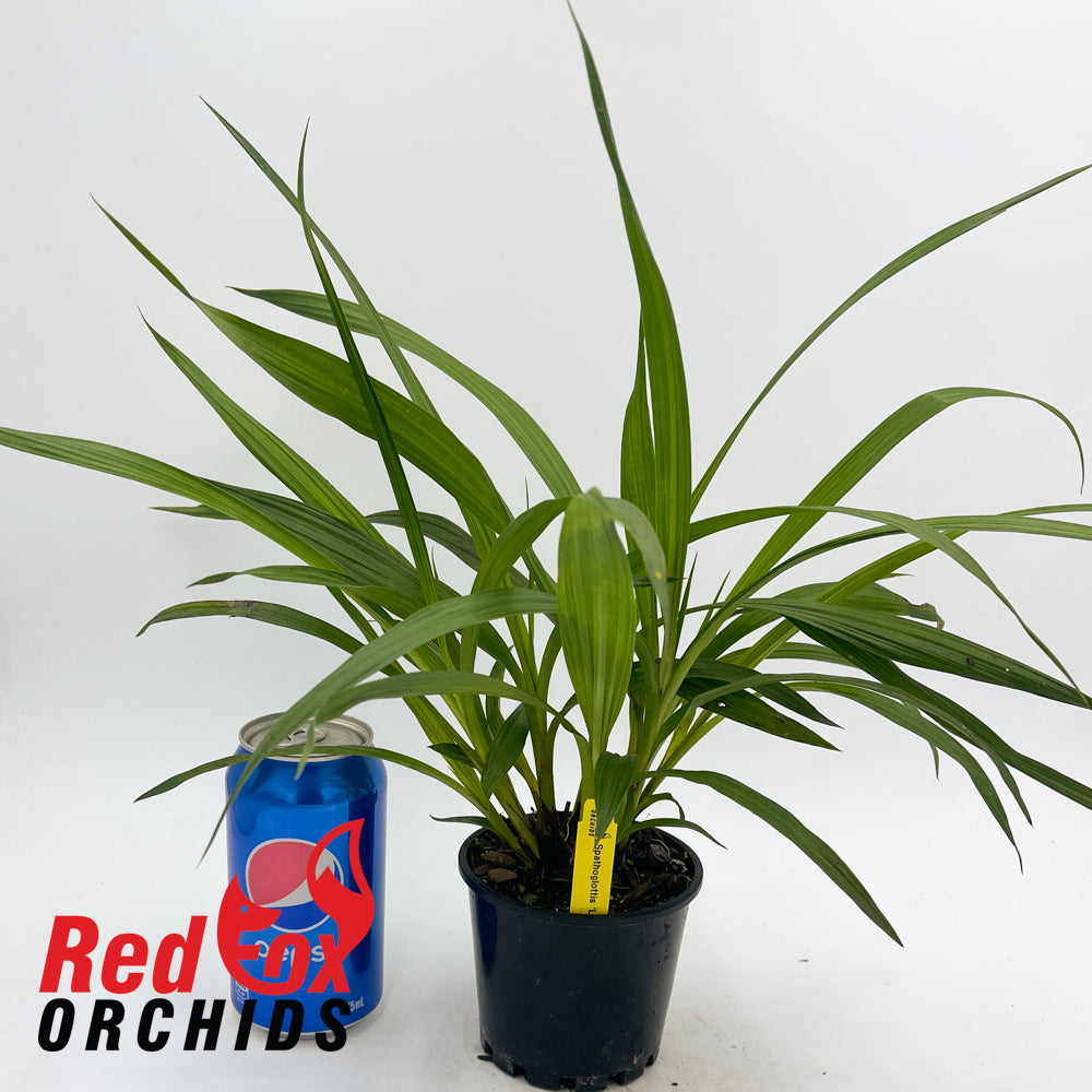 Spathoglottis 'Lemon Kiss'