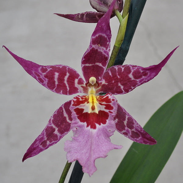 Beallara Stellar 'Hoku'