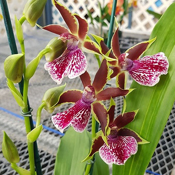 Galeopetalum Arlene Armour ‘Conching’