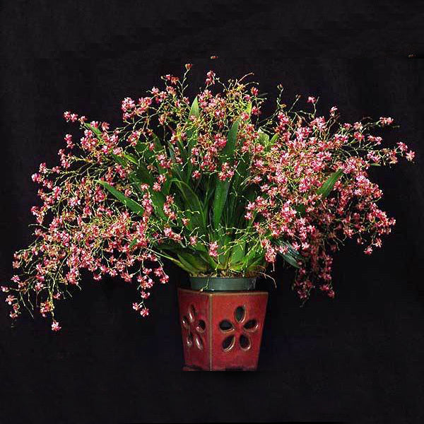 Oncidium Twinkle 'Pink Profusion'