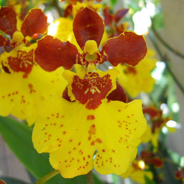 Oncidium Sweet Ears 'The OrchidWorks'