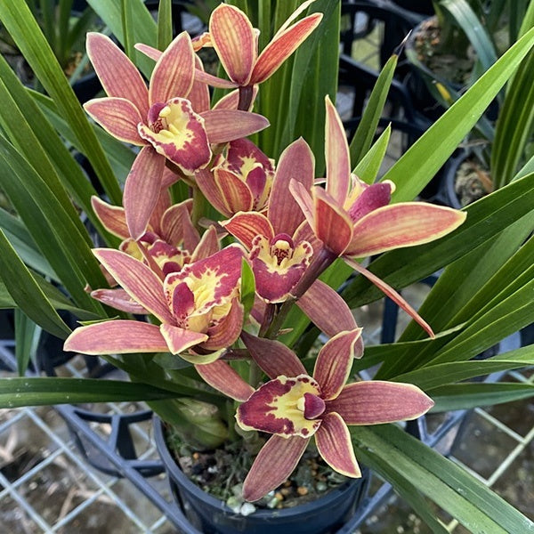 Cymbidium 'Tropic Mini'