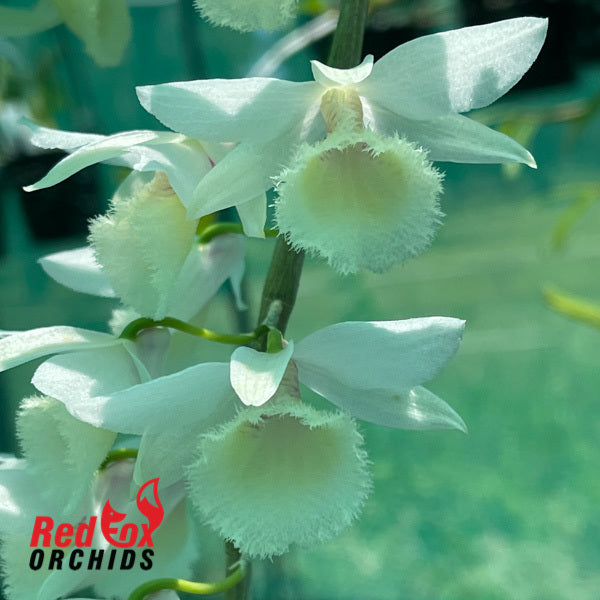 Dendrobium Bohemian Rhapsody 'White'