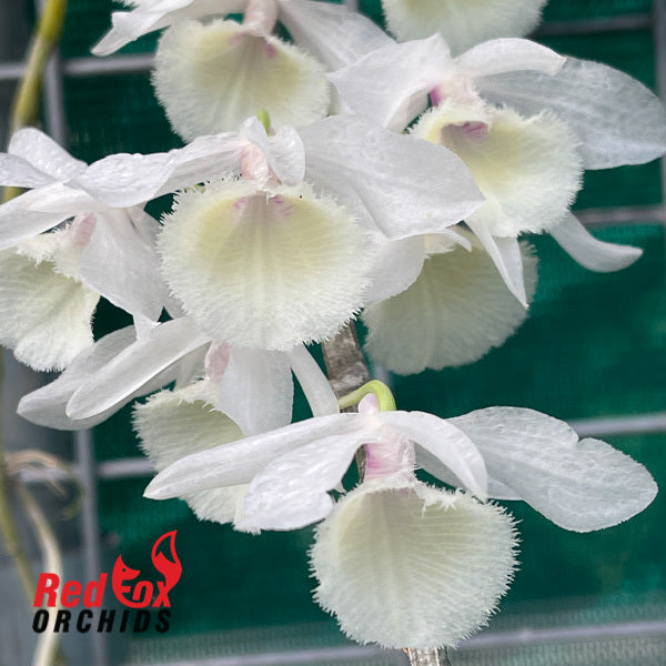 Dendrobium Bohemian Rhapsody 'White'