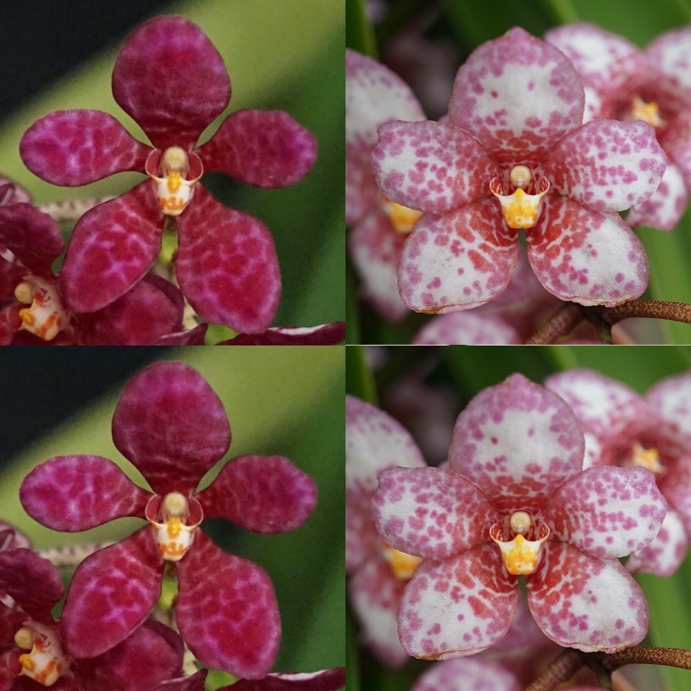 Sarcochilus Kulnura Roundup 'Red' x Kulnura Absolute 'Dot' AM/AOC