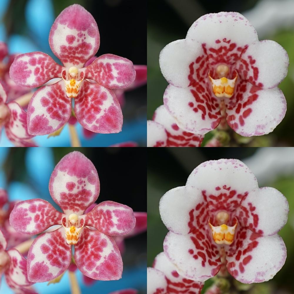 Sarcochilus Kulnura Lickedy 'Tipped' x Kulnura Rusty 'Spec 2'