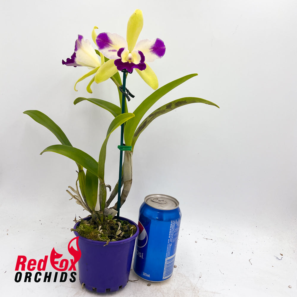 Epilaeliocattleya Mae Bly 'Ching Hua Splash' AM/AOS