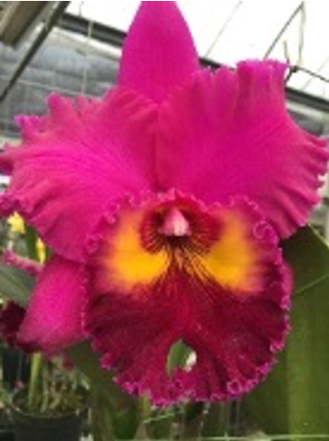 Rhyncholaeliocattleya Kirei Knight