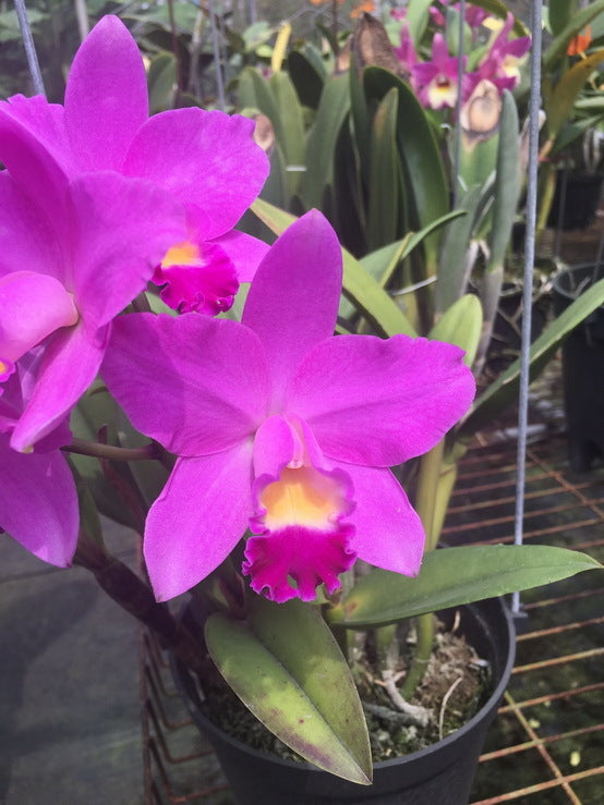 Cattlianthe Sakura Candy