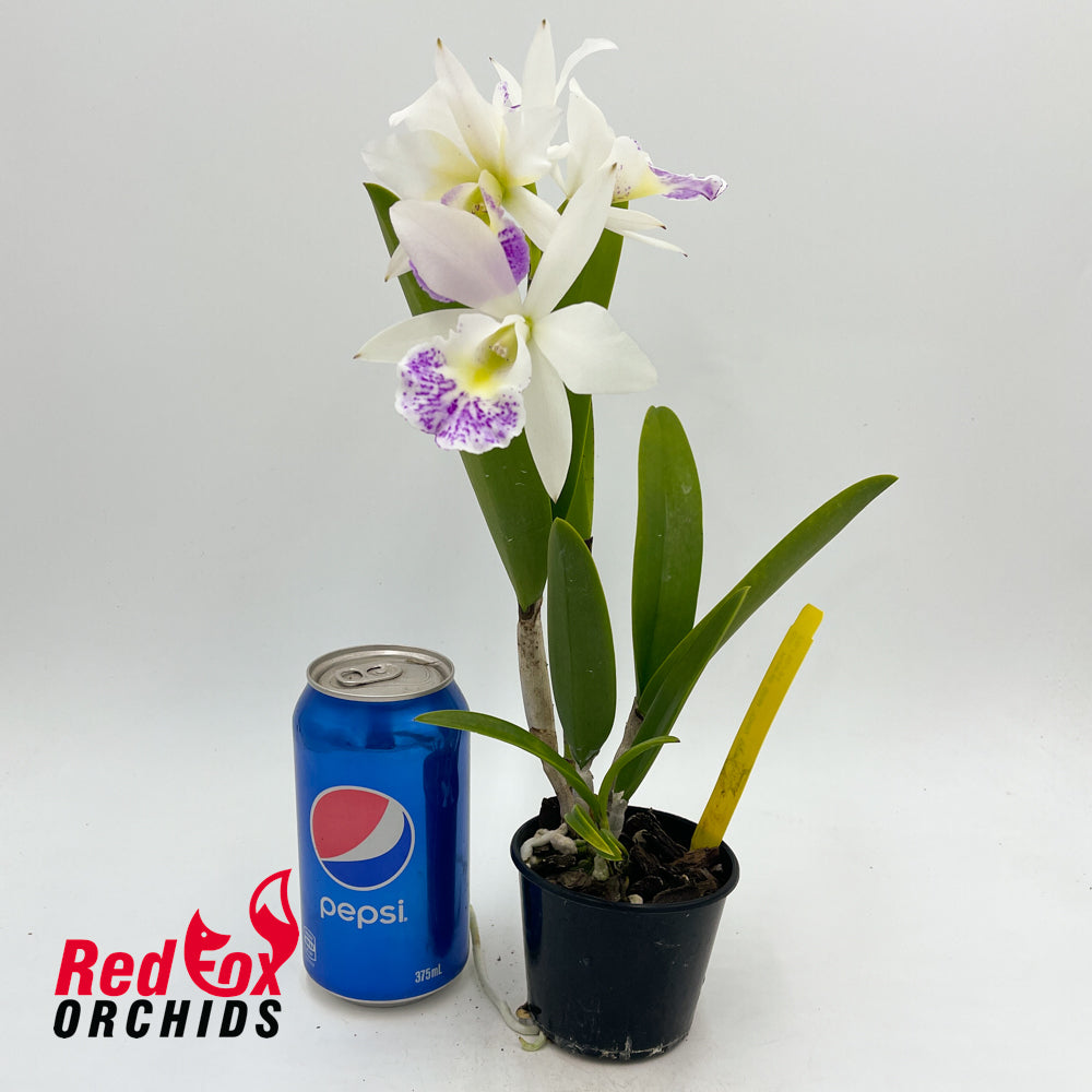 Brassolaeliocattleya Hawaii Stars 'Only One'