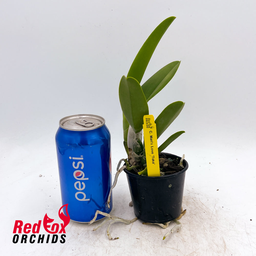 Cattleya Mari's Love 'Taka'