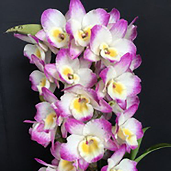 Dendrobium KT Diamond