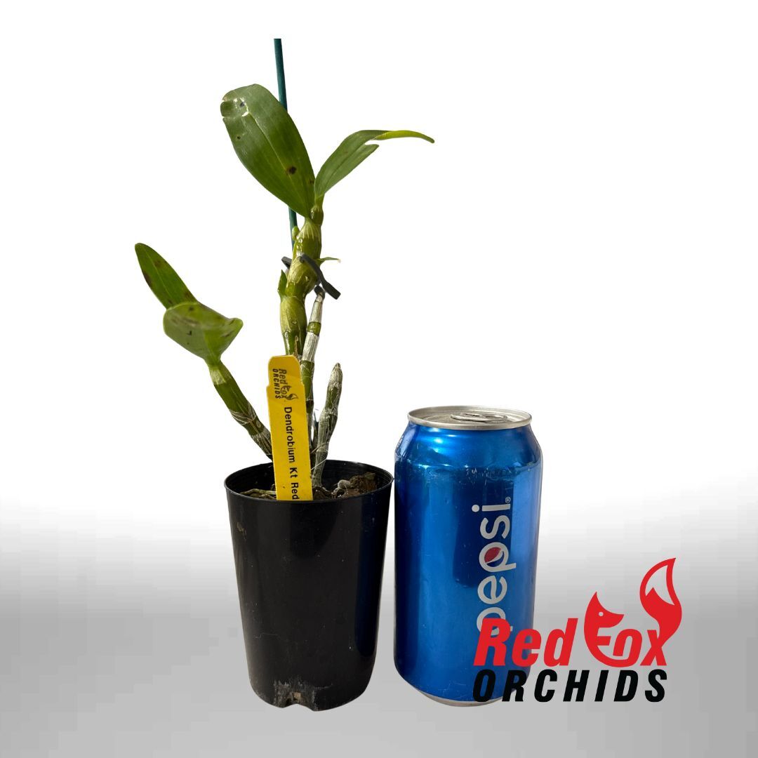 Dendrobium Orchid - Dendrobium KT Red Army