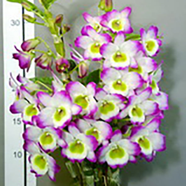 Dendrobium KT Jade