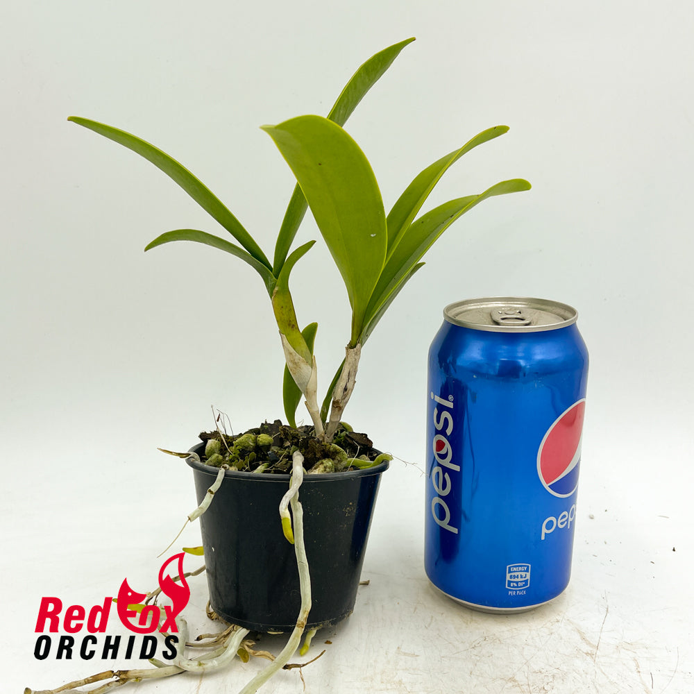 Epidendrum stamfordianum 'Galaxy' SM-TOGA
