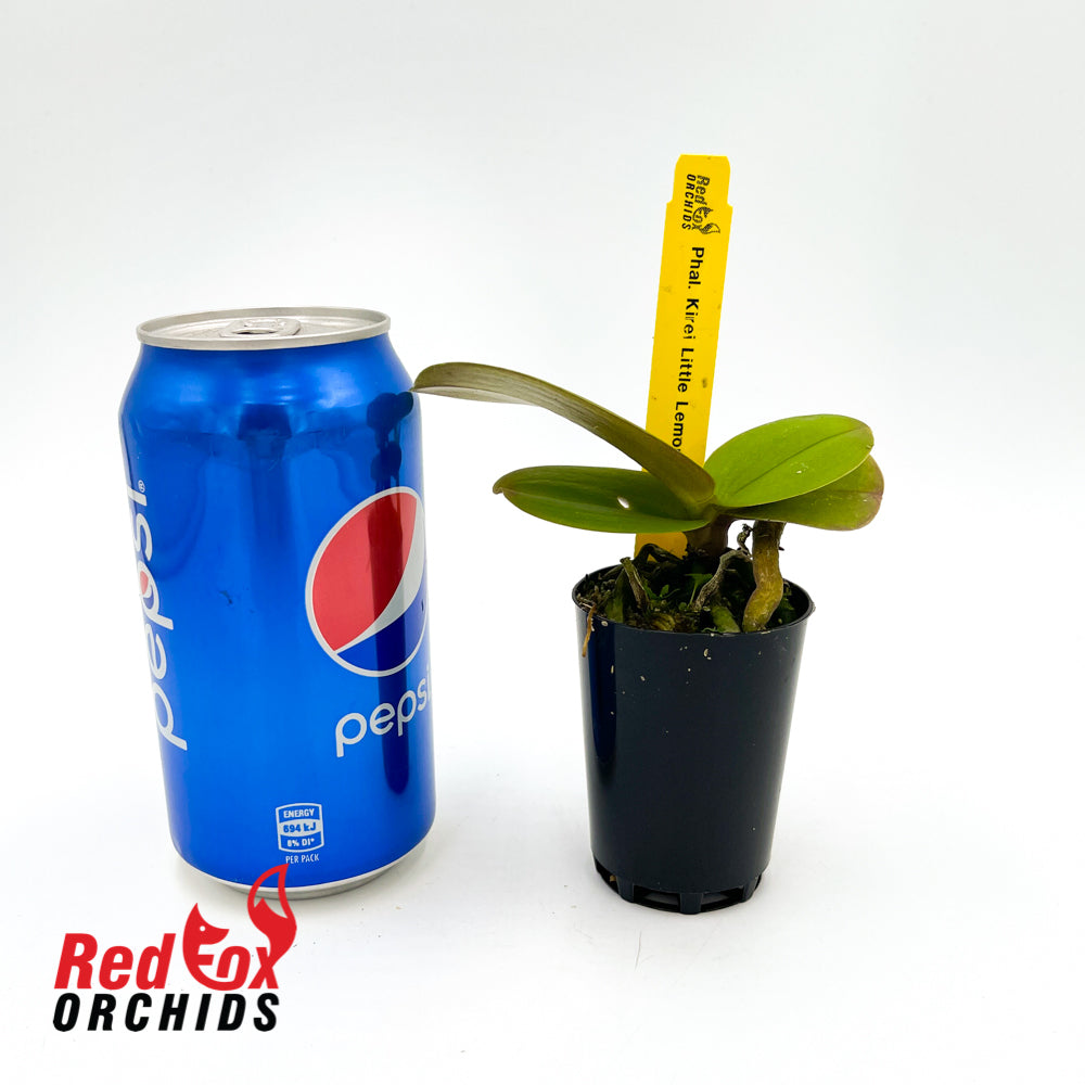 Phalaenopsis Kirei Little Lemon