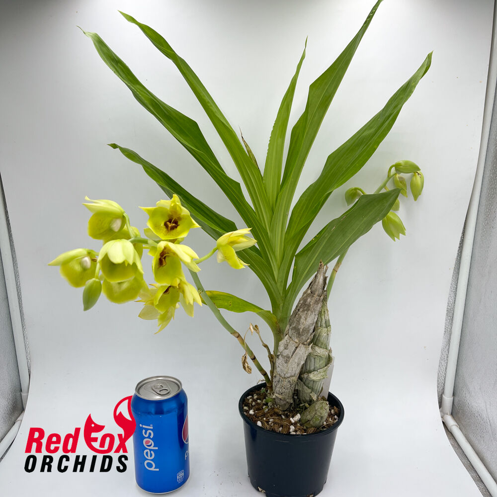 Catasetum expansum 'Myra' HCC/AOS x 'Midori' AM/AOS