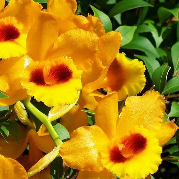Dendrobium gibsonii