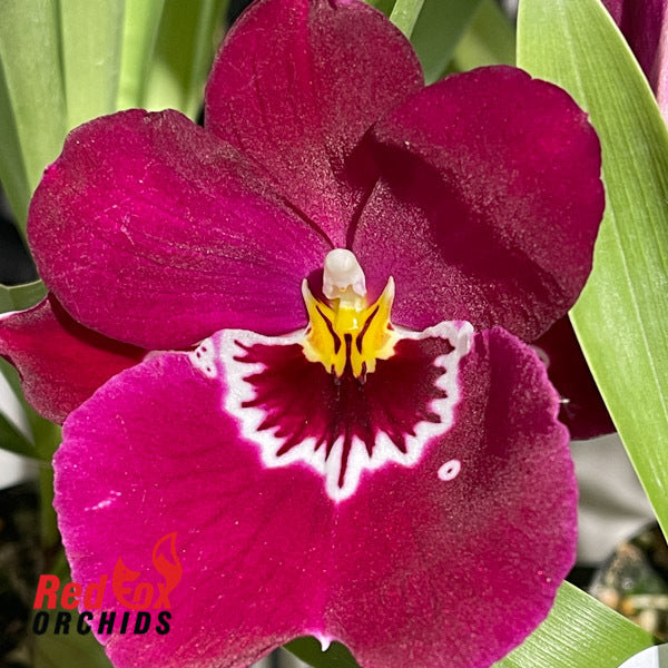 Miltoniopsis Hawaiian Swizzle 'Red Bull'