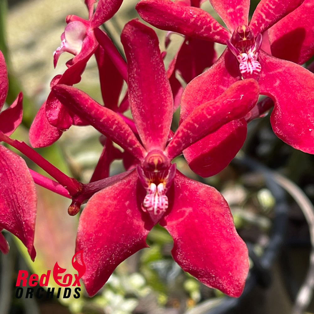 Renanstylis Junus Alsagoff (Rnst Azimah x Ren storiei)