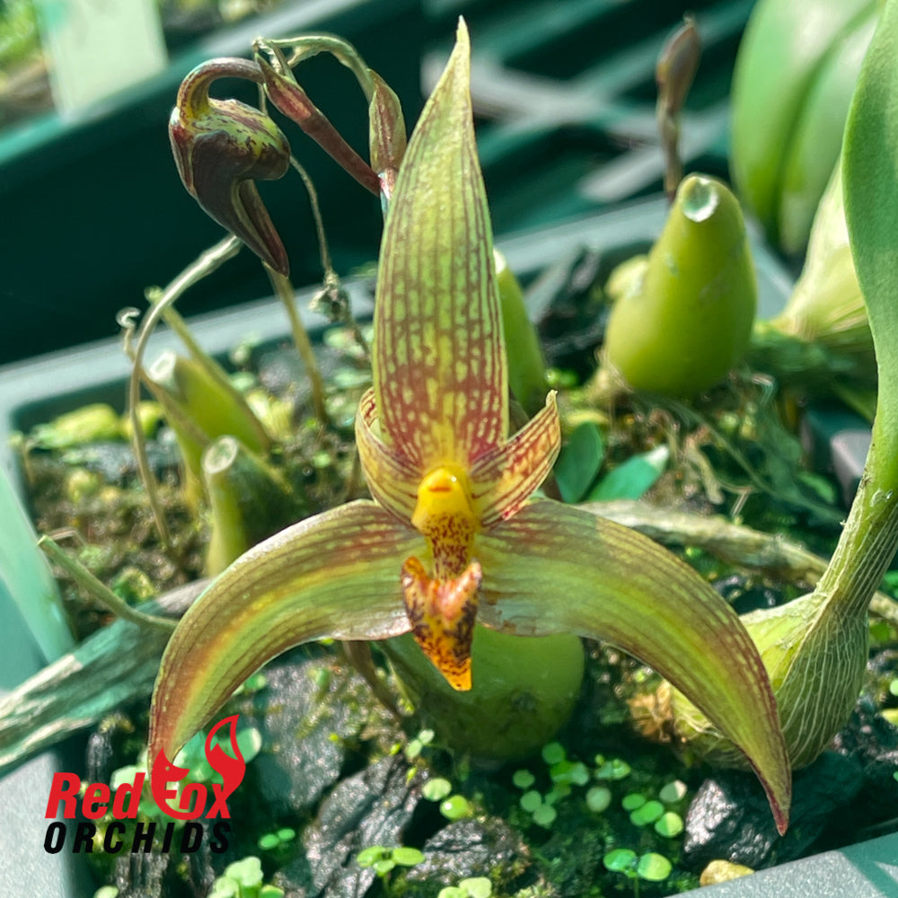 Bulbophyllum Meen Sumatran Tiger