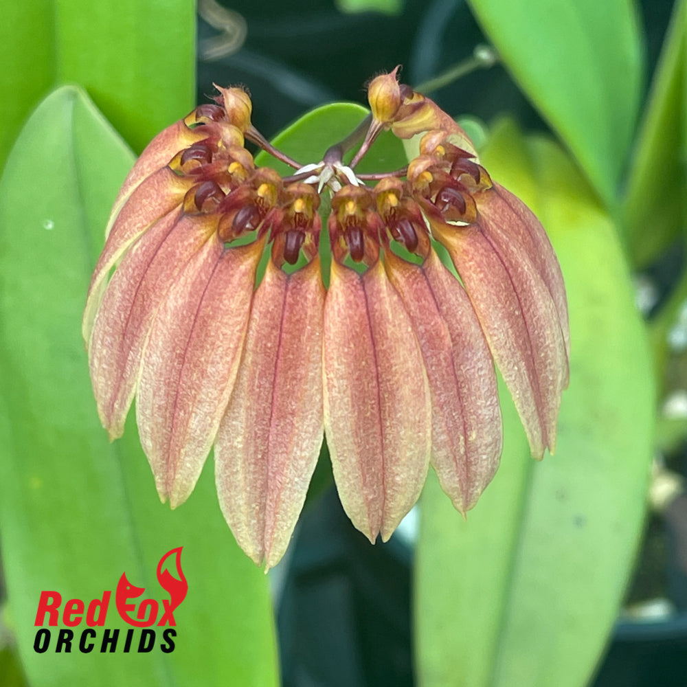 Bulbophyllum Jia Ho Golden Umbrella
