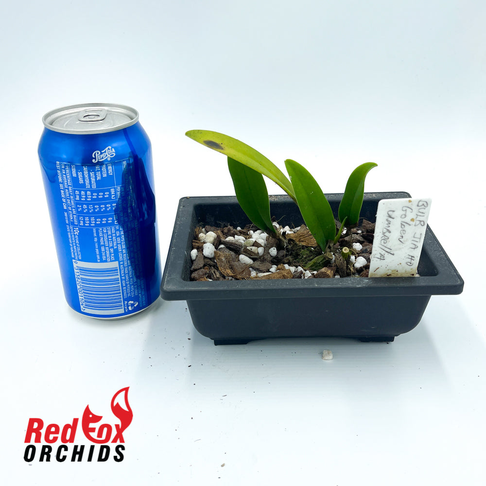 Bulbophyllum Jia Ho Golden Umbrella