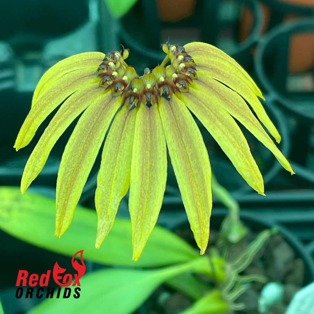 Bulbophyllum mastersianum x brevibrachiatum