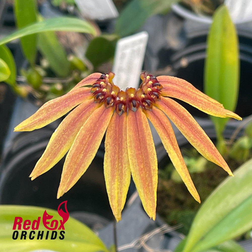 Bulbophyllum mastersianum x brevibrachiatum