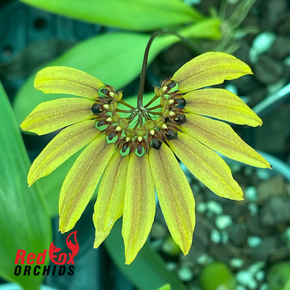 Bulbophyllum mastersianum x brevibrachiatum