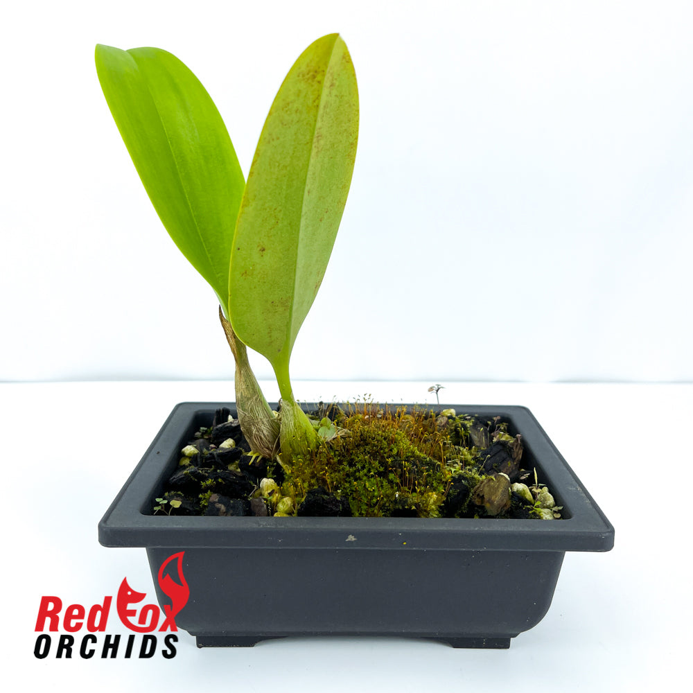 Bulbophyllum Meen Mellow Moon x pahudii