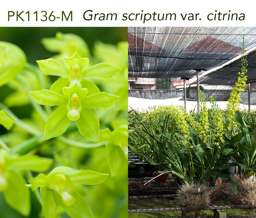 Grammatophyllum scriptum var. citrinum