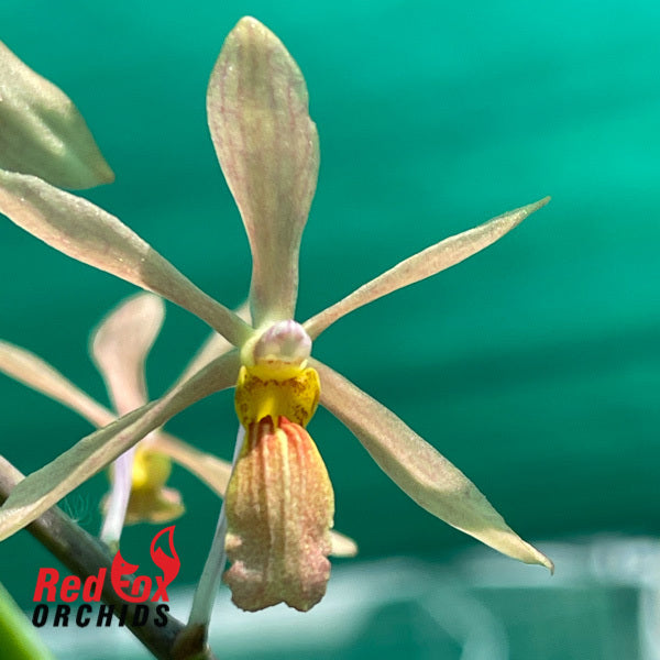 Holcoglossum subulifolium x Vanda curvifolium