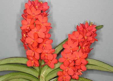 Ascocentrum curvifolium