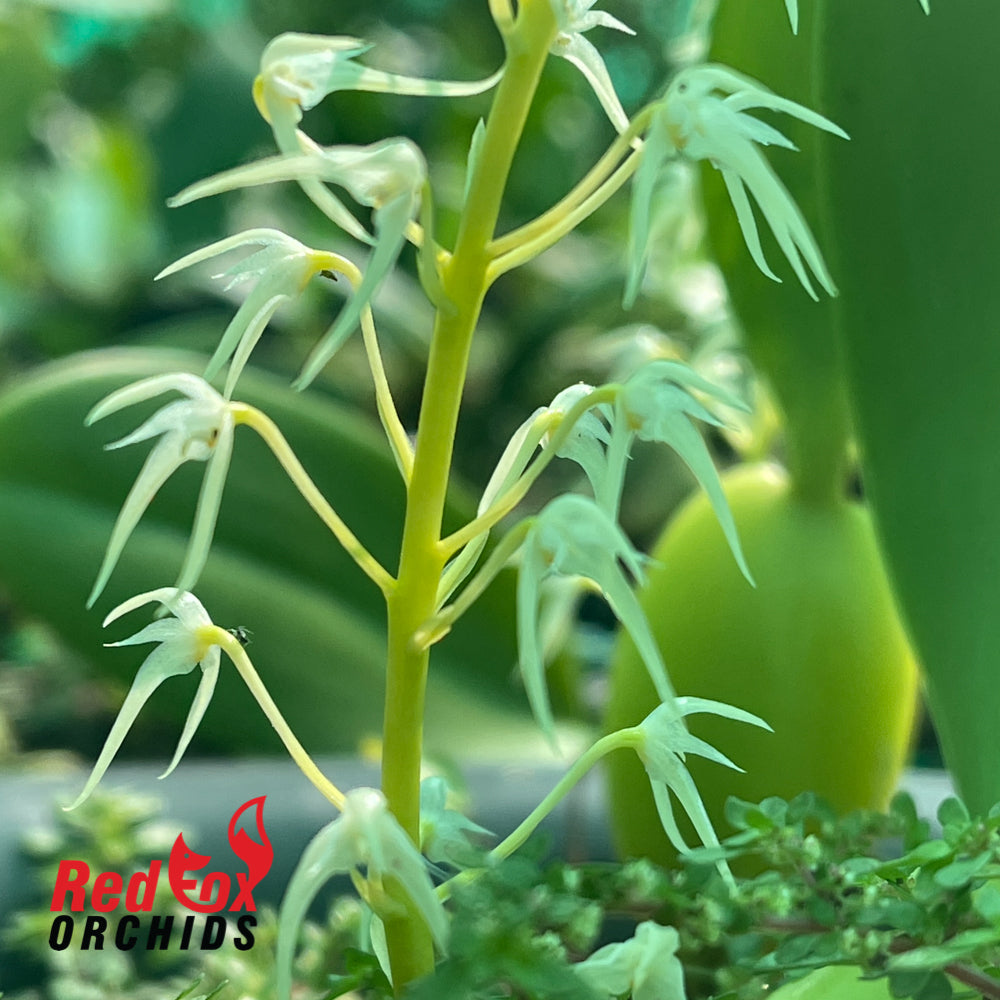 Bulbophyllum compressum