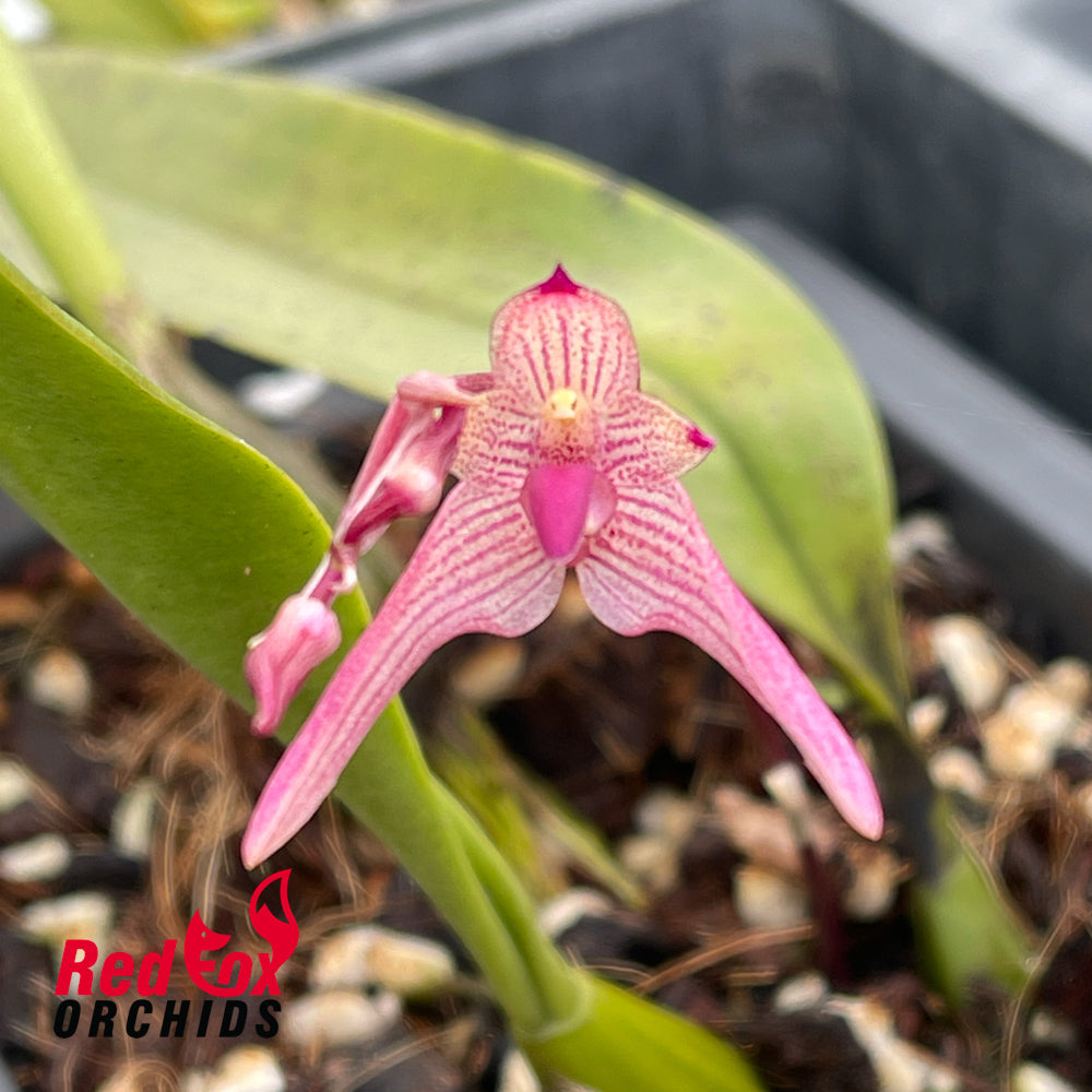 Bulbophyllum dentiferum x bicolor