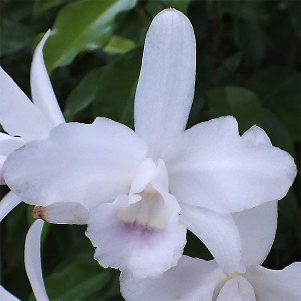 Cattleya bowringiana f. alba 'Summit Snow'