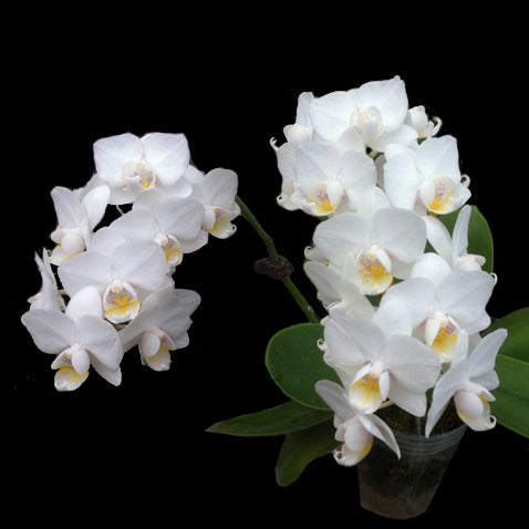 Phalaenopsis Allura 'Veneto'