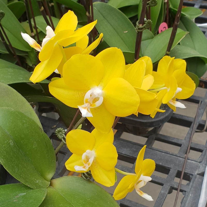 Phalaenopsis Orchid - Phalaenopsis Allura 'Temple of Gold'