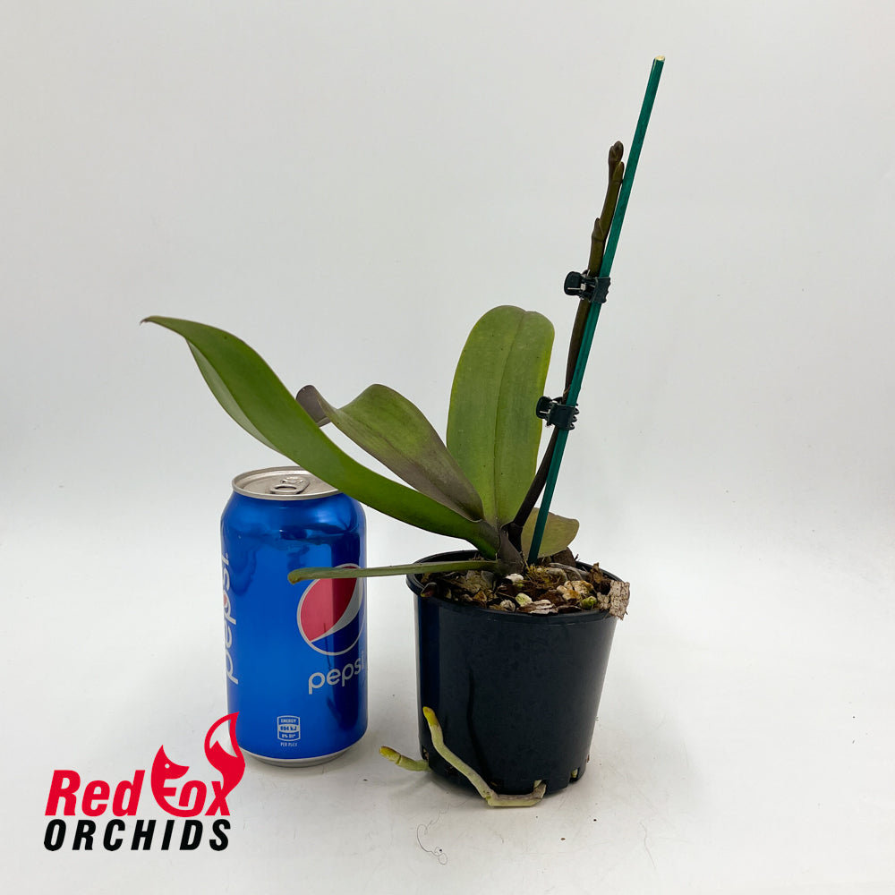 Phalaenopsis Golden
