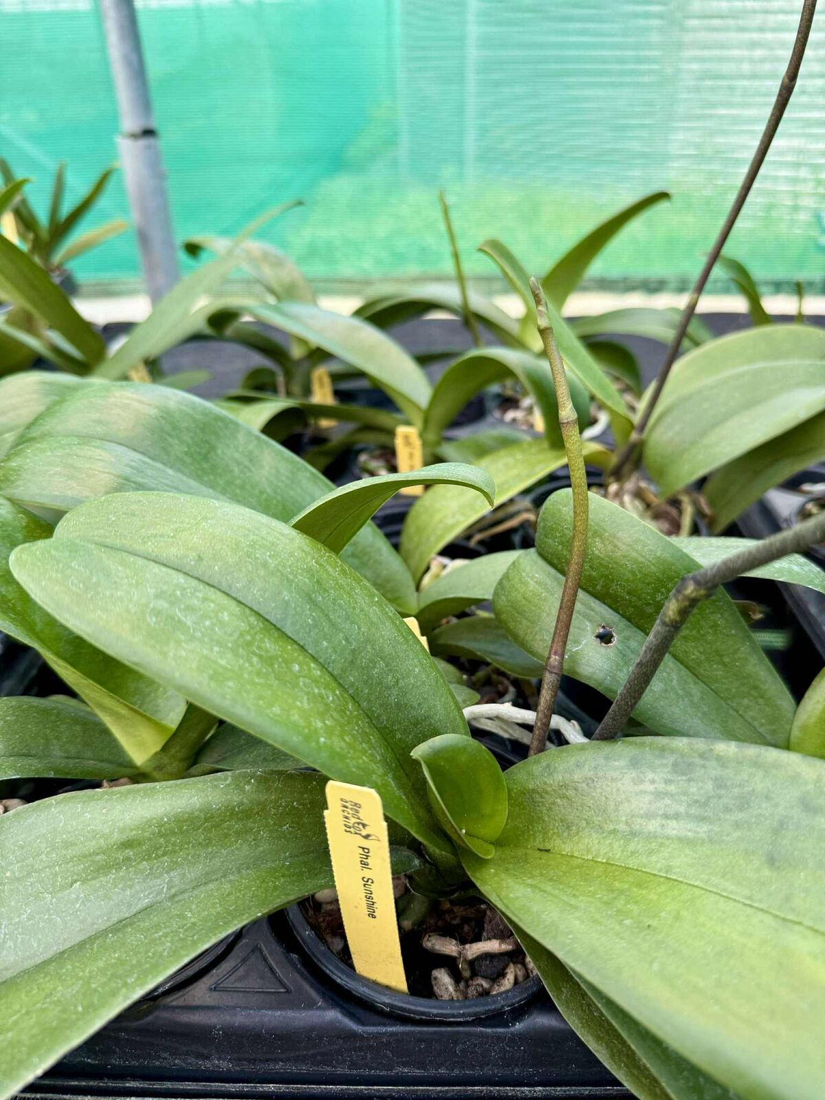 Phalaenopsis Sunshine