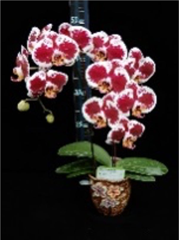 Phalaenopsis Sunshine