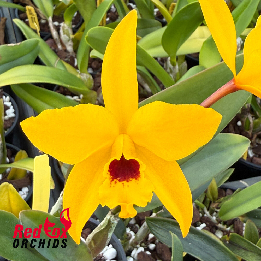 Cattlianthe Goldbrad 'Miku' SQ/JOGA